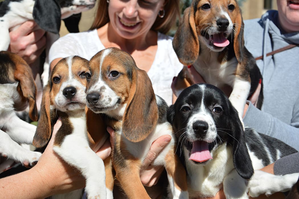 World's first test tube puppies.