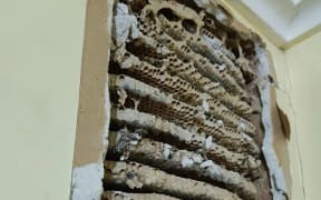 When exterminators tore a wall down at a Huntly home, they found between thousands of wasps that had built a nest behind it.