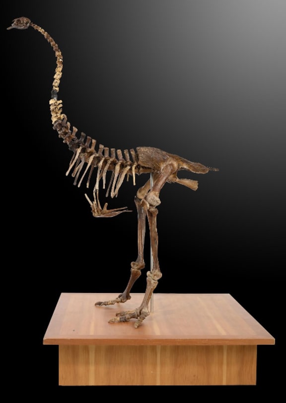 Moa skeleton for sale at auction in Britain
