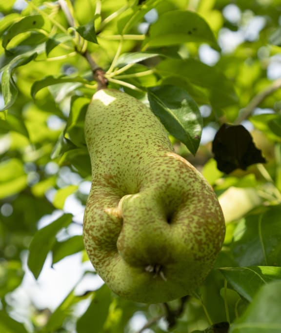 Brown marmorated stink bugs damage developing fruit, causing deformities and making them inedible.