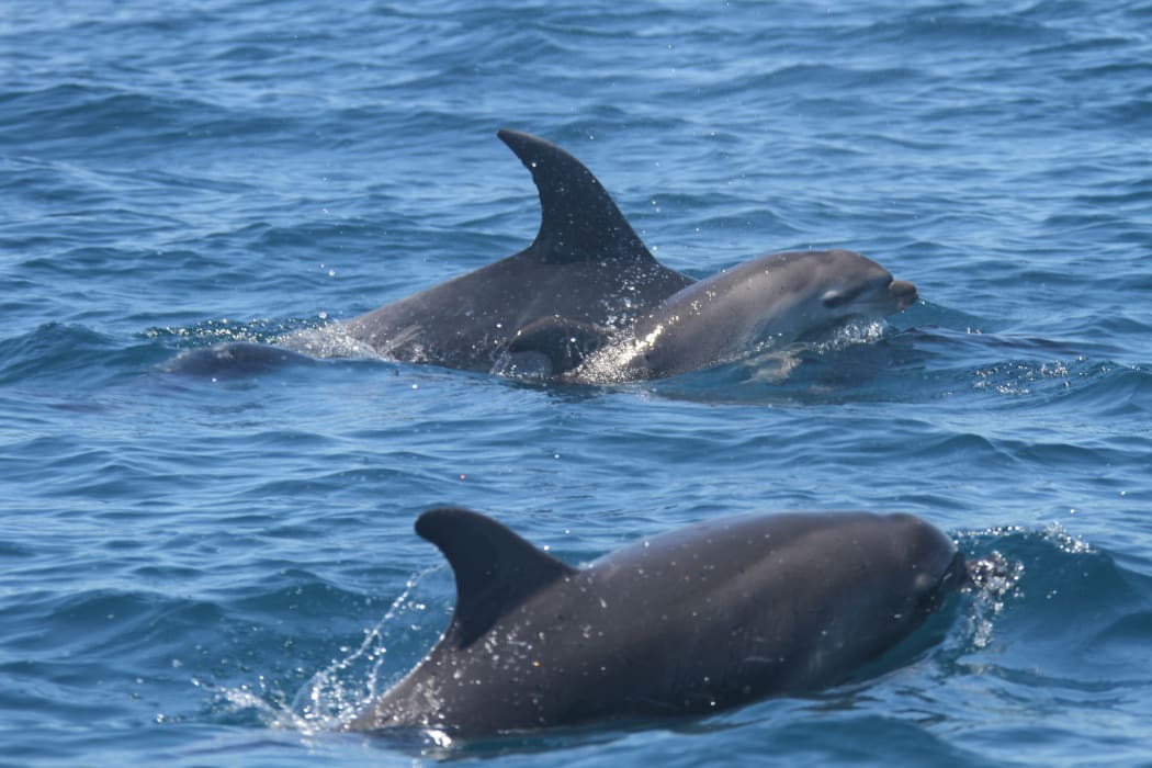 A mother dolphin is seen carrying her dead calf in Bay of Islands.