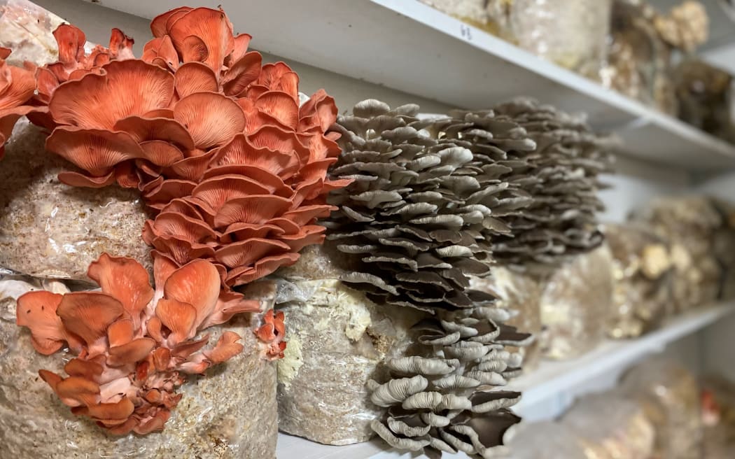 Pink and grey oyster mushrooms sprouting in the fruiting chamber.