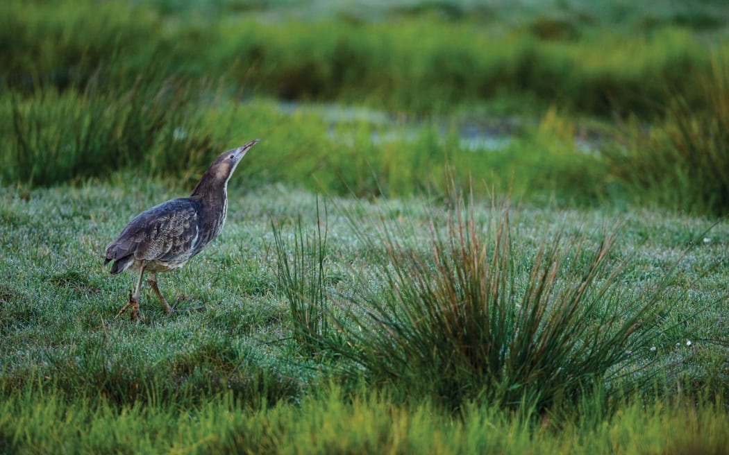 A bittern is walking across a dewy patch of grass amidst swamp and reeds. It tilts its head up to the sky. The light is dim, as if early morning.