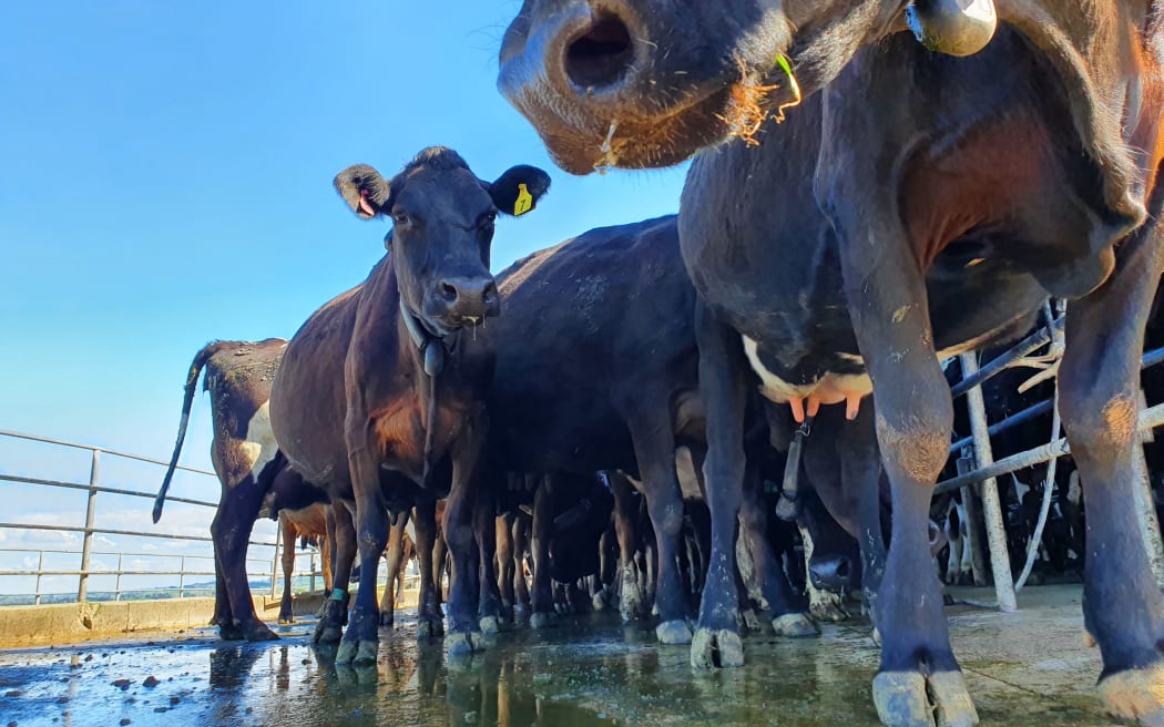 A dairy herd wearing electronic collars, which guide the cows around the farm, lines up for milking