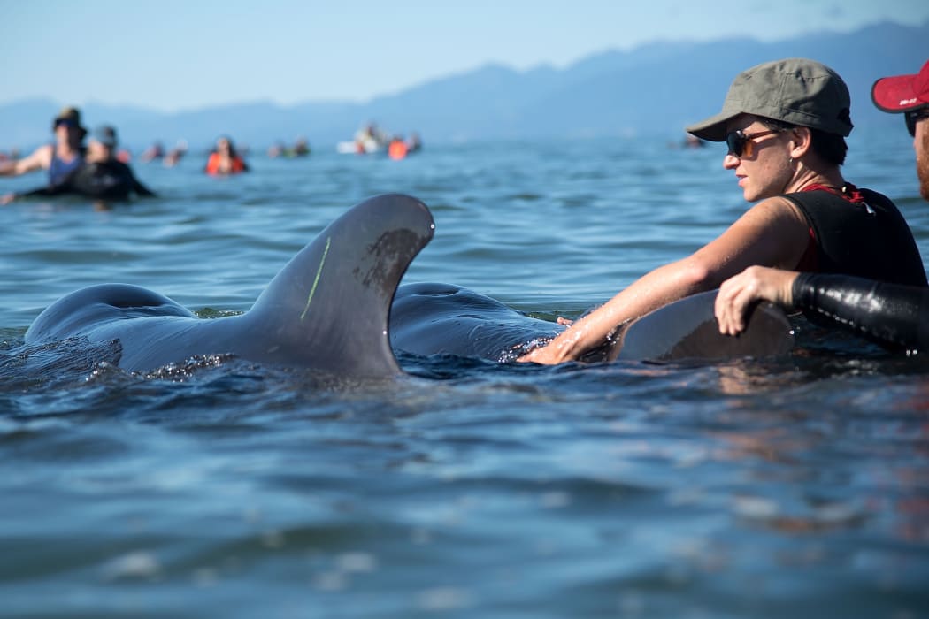 Volunteers guiding the stranded whales back out to sea.