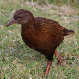 Photo for Weka - Stewart Island