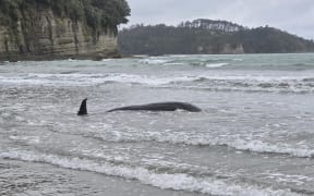 A whale washed up on Orewa Beach on Wednesday, 26 November 2025.