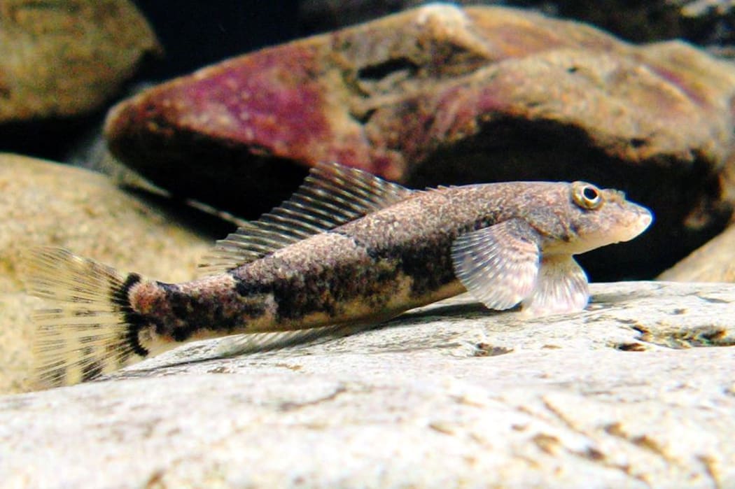 Torrentfish are the skateboarders or parkour artists of the aquarium.