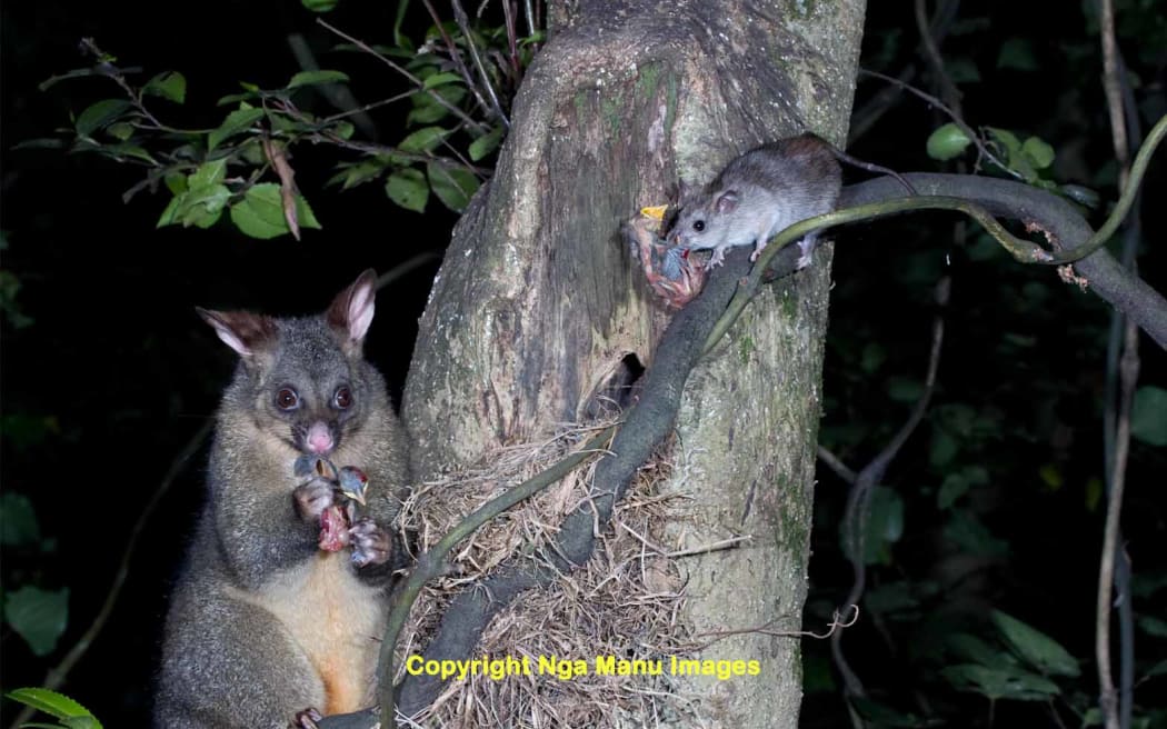 Possum and a ship rat photographed at night eating thrush chicks