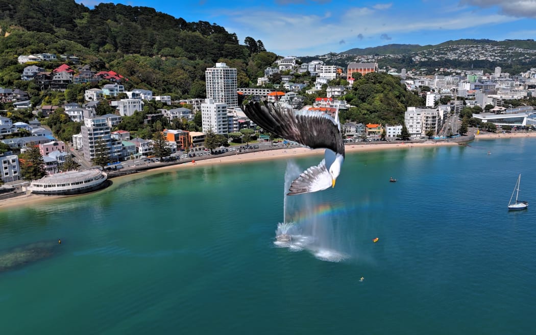 Seagull photobombs 'Wellington on a good day'. Captured on the city's anniversary day on January 20, 2025.
