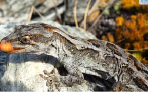 Orange Spotted Gecko