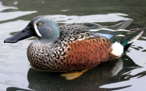 Shoveler duck