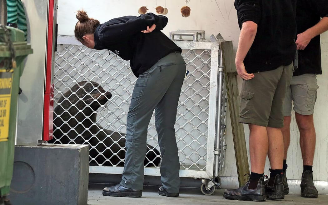 DoC staff capture the seal at a car wash in Papakura.