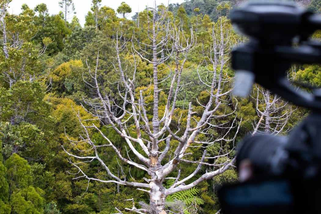 Auckland kauri faces the axe despite efforts to save it RNZ News