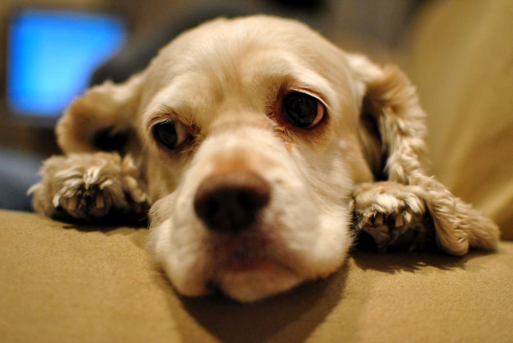 sad dog
