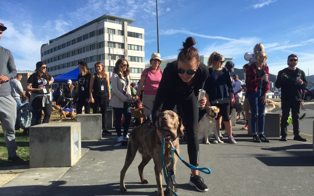 Big Dog Walk - one of the 20-dog packs about to set off in Wellington