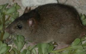 The Bramble Cay Melomys has been confirmed as the first mammalian species to become extinct due to human-induced climate change.