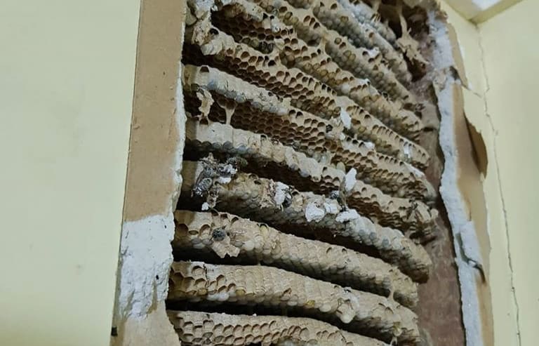 When exterminators tore a wall down at a Huntly home, they found between thousands of wasps that had built a nest behind it.