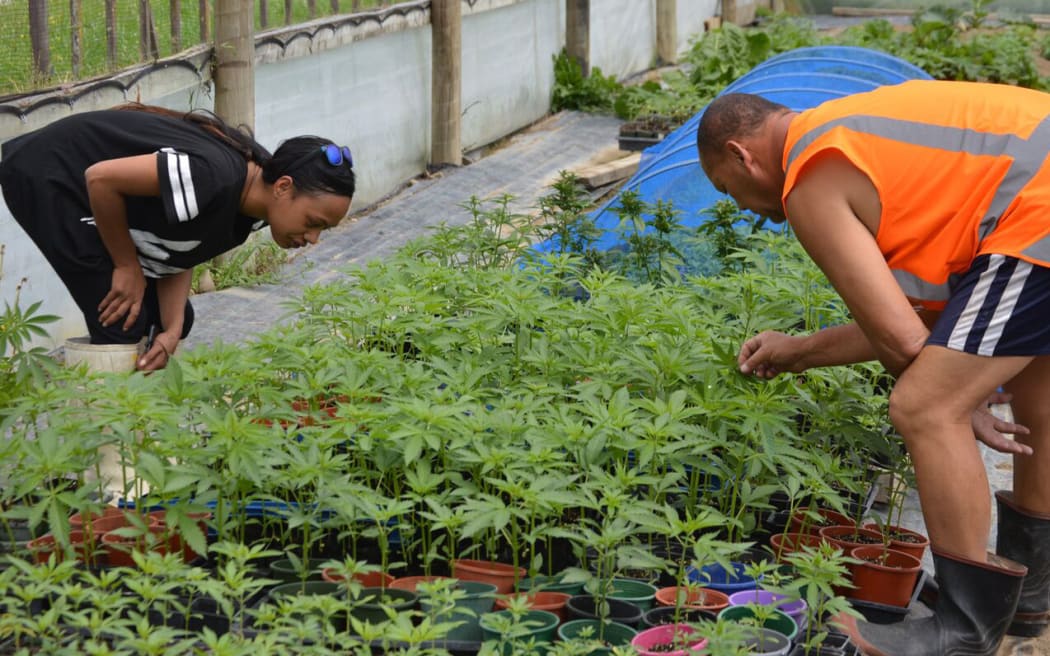 Hikurangi Enterprises has hired locals with experience growing cannabis.