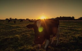 Cows on pasture at sunset