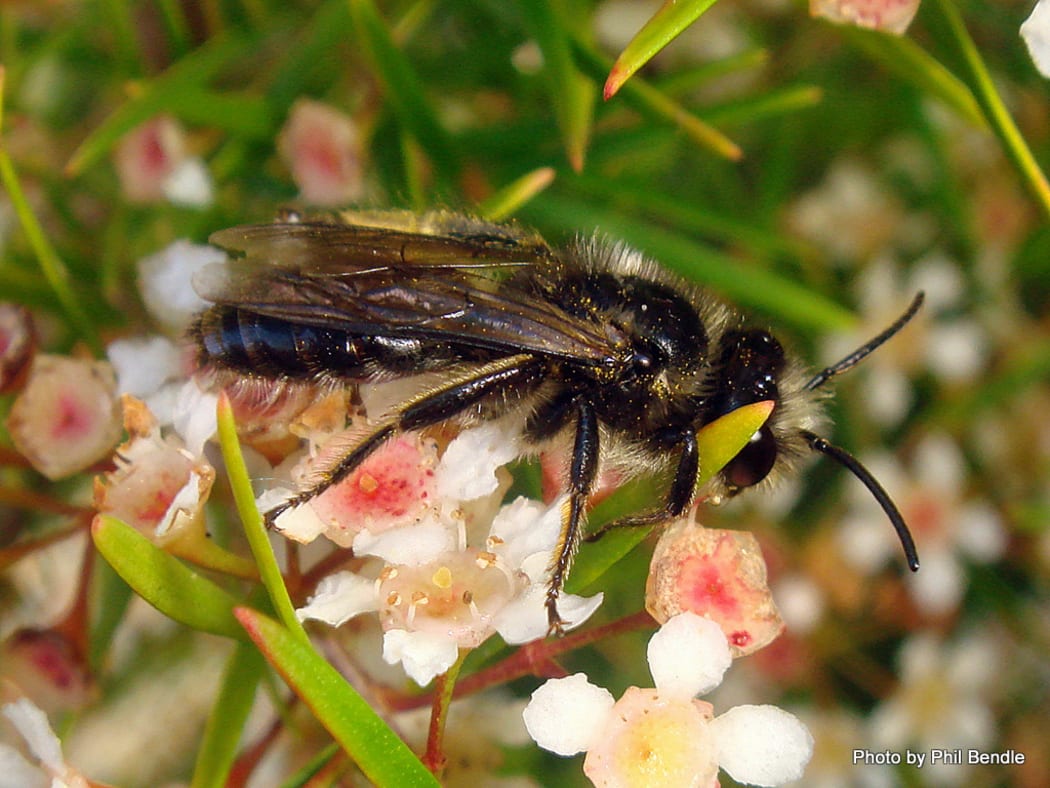 Native NZ Bee