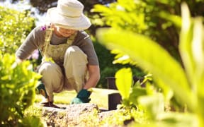 Senior woman with gardening tool working in her backyard garden.