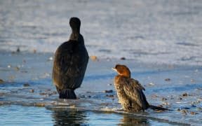 The Little Cormorant sits on the ice of the bay next to the Great Cormorant