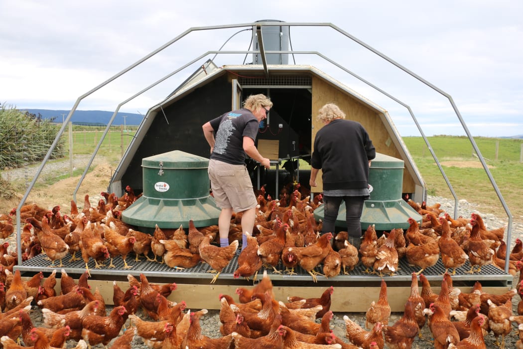 Te Waewae egg farm