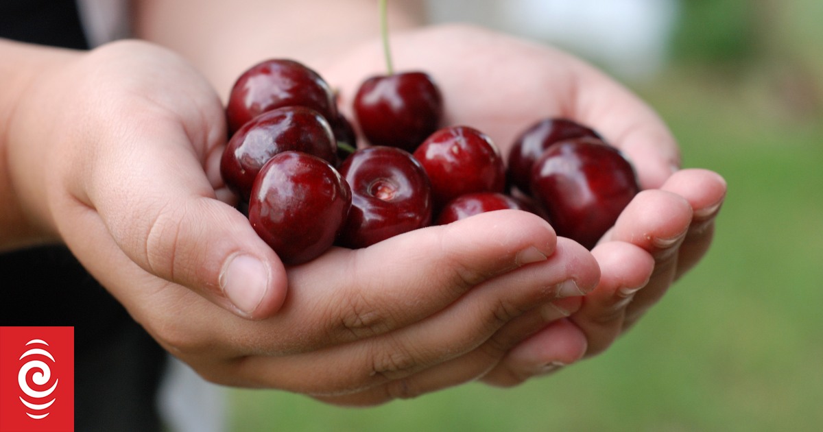 Cherry exports up 7% in bumper stonefruit season - Vimarsana News