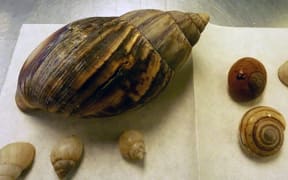 A giant snail carrying eggs has been apprehended at Auckland airport.