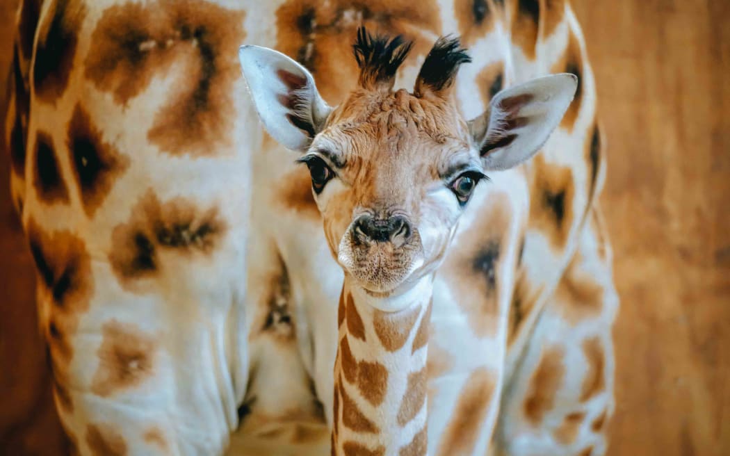 A newborn calf stays close to its mother, Kiritka in Auckland Zoo's giraffe enclosure.