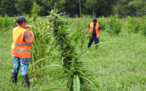 Hikurangi Enterprises wants to be front and centre in the medicinal cannabis industry.