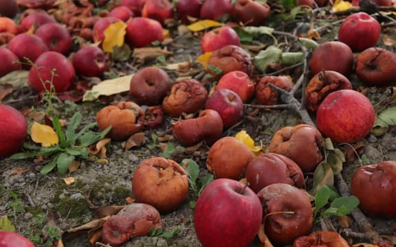 No Fruit rotting on the ground at a Napier orchard.