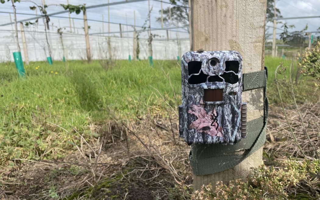 A camouflaged camera strapped to a post in a kiwifruit orchard. Vines in the background.