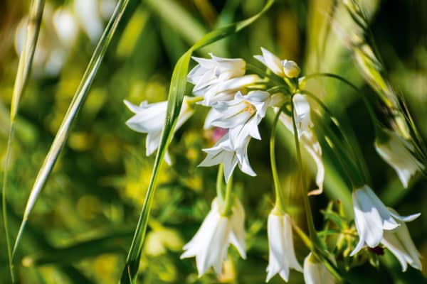 Onion Weed - a pungent herb with white onion-like bulbs - can be found in public gardens and parks, the margins of forests, scrubland and on the roadside.
