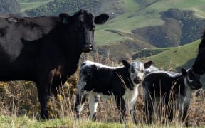 Beef and calves on hill-top farm