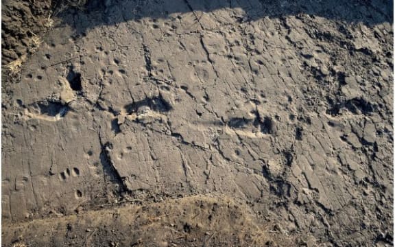 Southern part of the hominin trackway in test-pit L8
