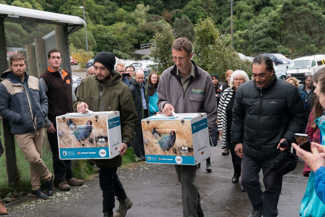 Takahe Release at Zealandia