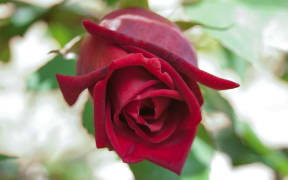 red rose