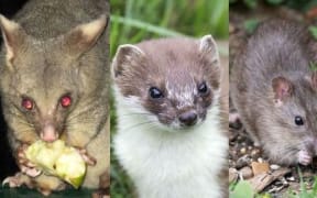 The government announced it's aiming to make New Zealand predator free by 2050.