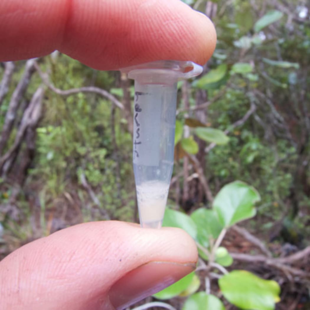 Kākāpō sperm