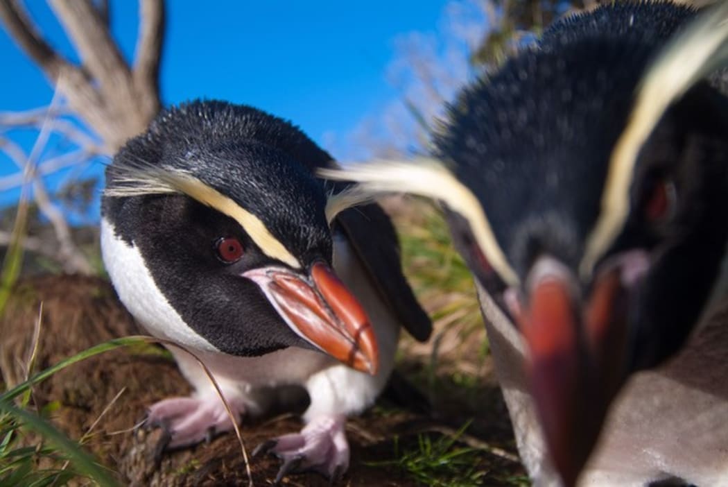 Snares crested penguins - Eudyptes robustus’ one of the species identified by the bones