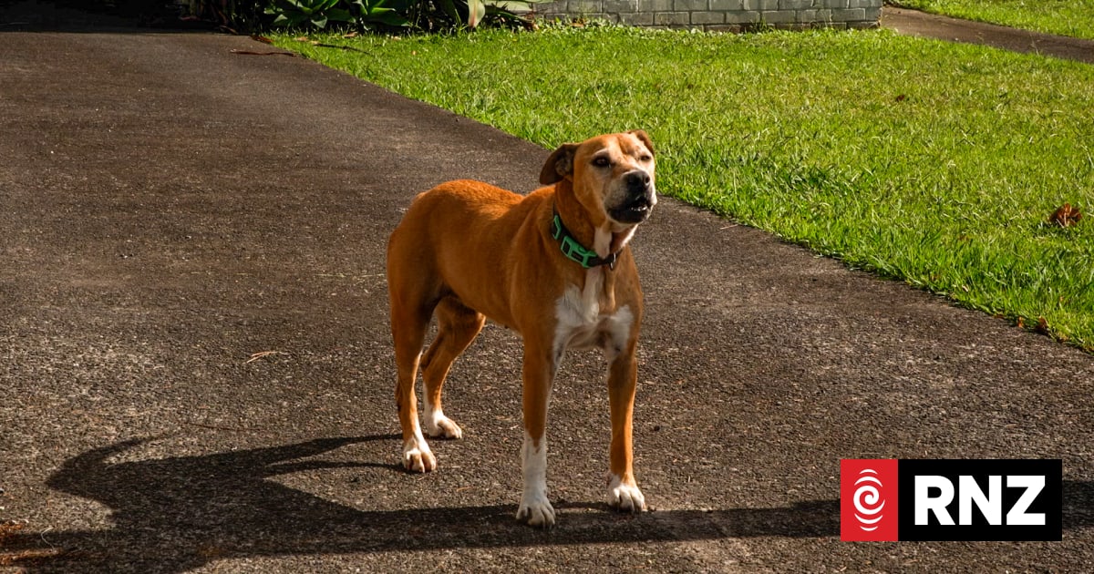 Dog attacks in Auckland fall for first time in six years