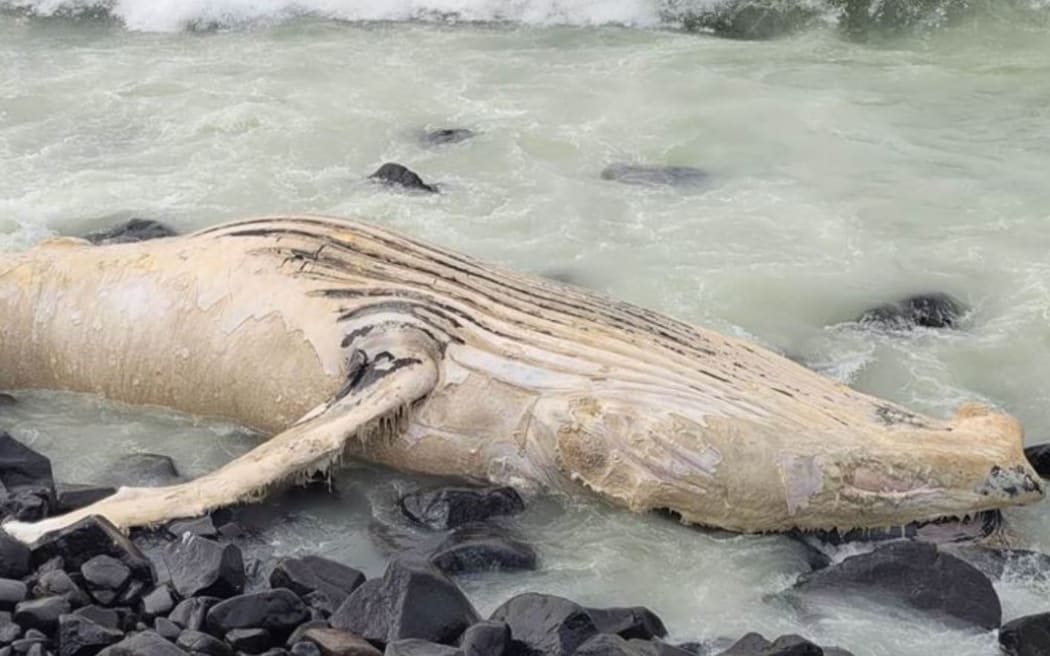 A dead humpback whale washed up on a beach at Omimi, Otago.