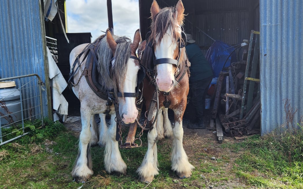 Two Clydesdales wait patiently to to be unhitched from their load