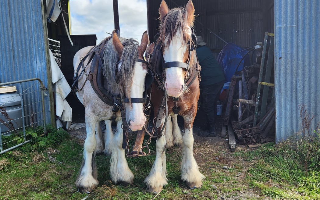 A love for Clydesdales - 'they just become your mates' | RNZ