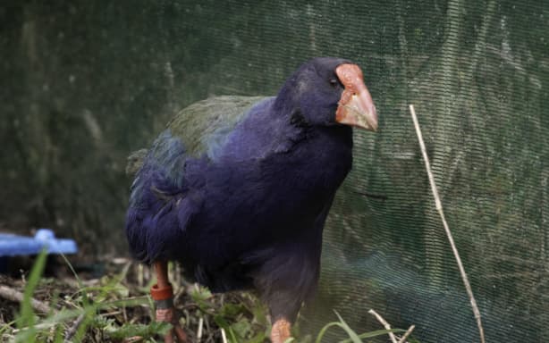 Bird flu: What you need to know about its spread overseas and the risk ...