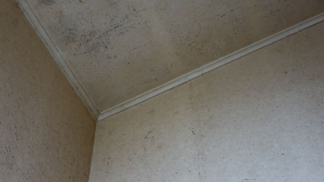 Mould in Diane Taqvi's house.