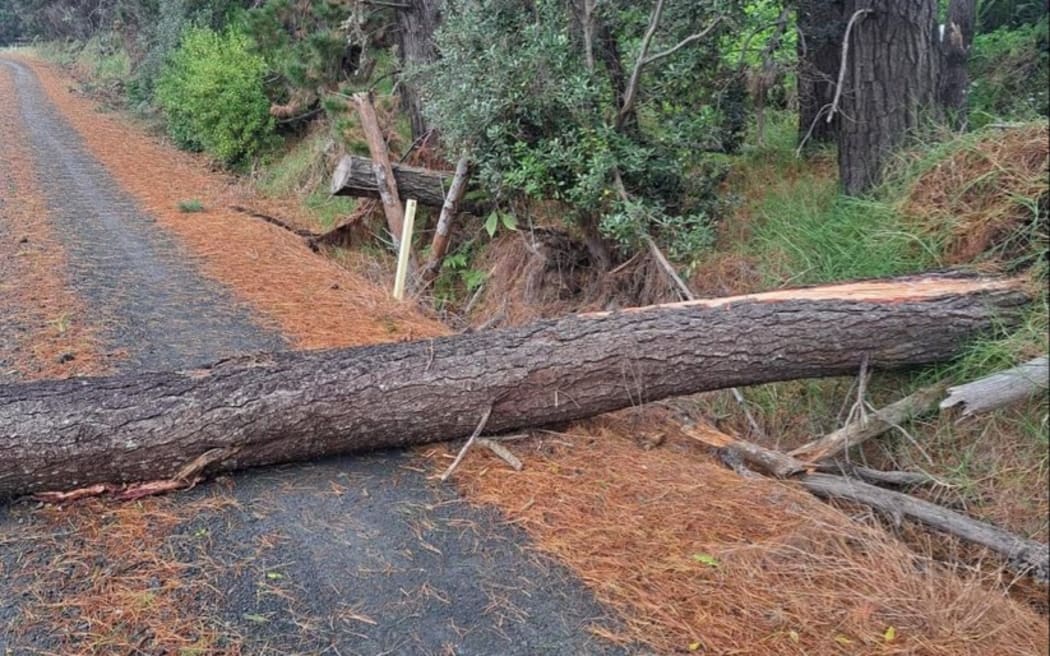 Cyclone Gabrielle is causing havoc in the Far North, downing trees and powerlines. Photos by Top Energy NZ