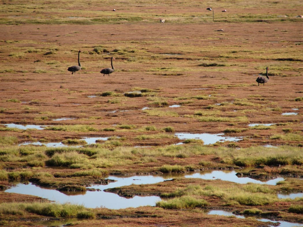 Salt meadow and visiting birds, seen from a viewing hide on the Shields' Karitane property, which is protected by a QEII covenant.